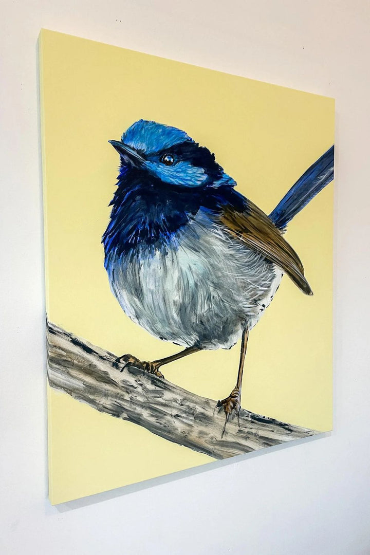 Australian Wren Study; Superb Fairy-wren