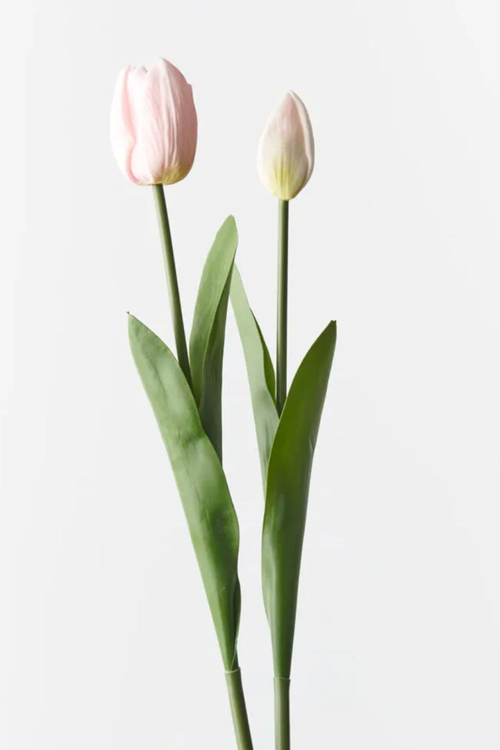 Tulip Bud & Bloom (set/2)