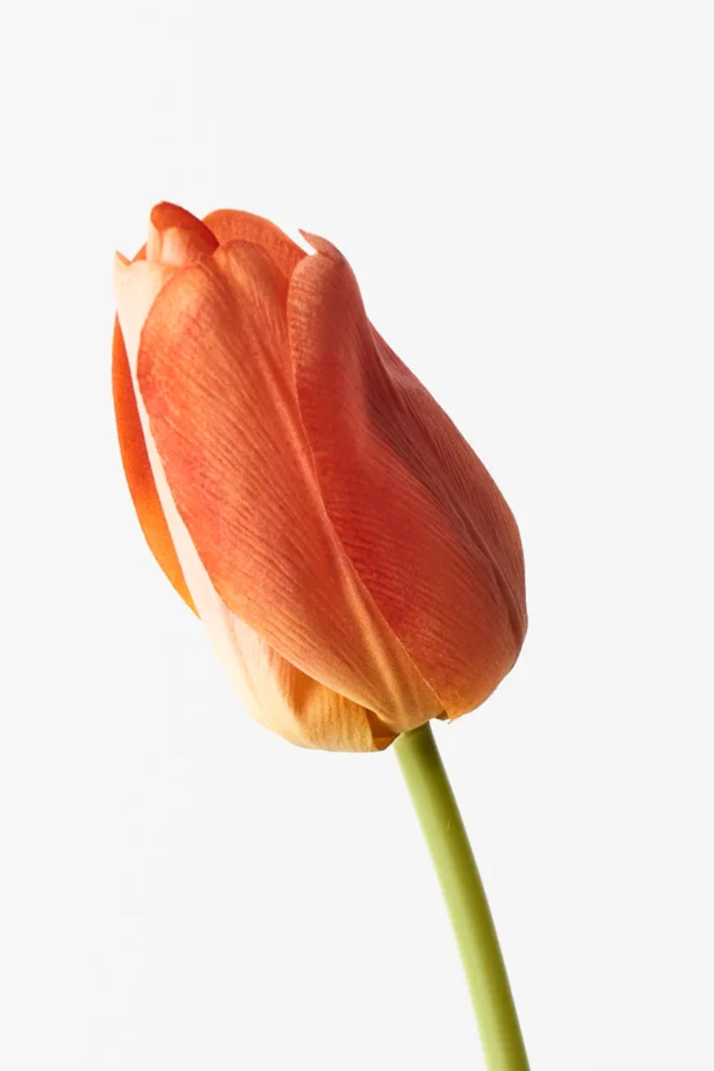 Tulip orange