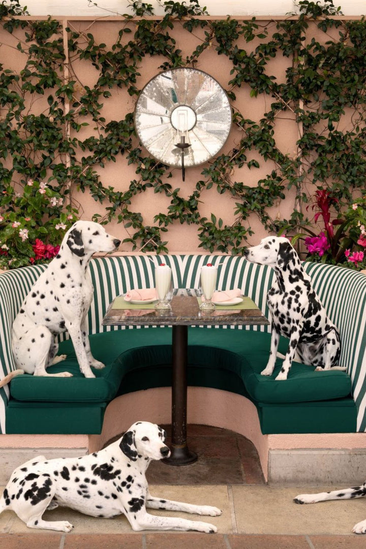 DOGS by Gray Malin