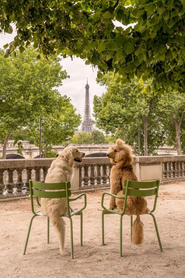 DOGS by Gray Malin
