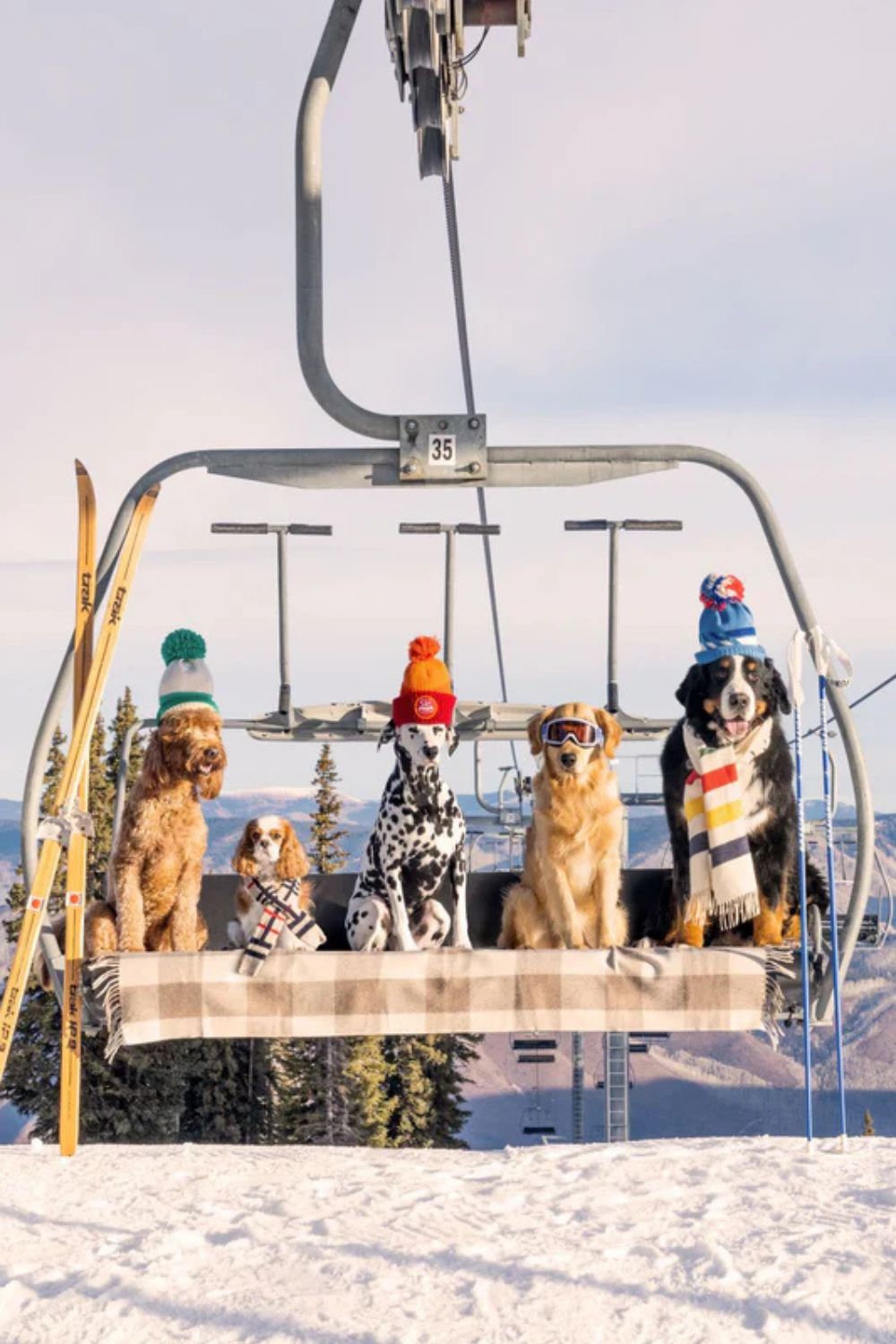 DOGS by Gray Malin