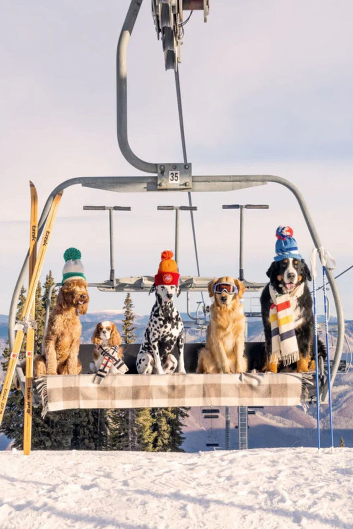 DOGS by Gray Malin